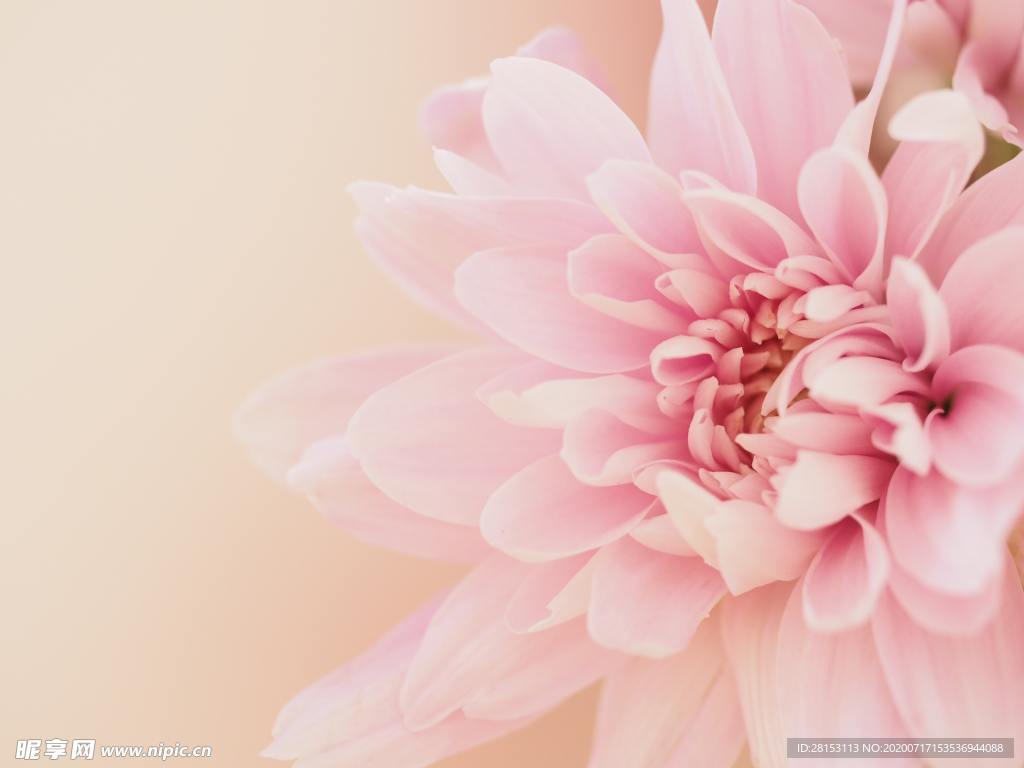 插花 花艺
