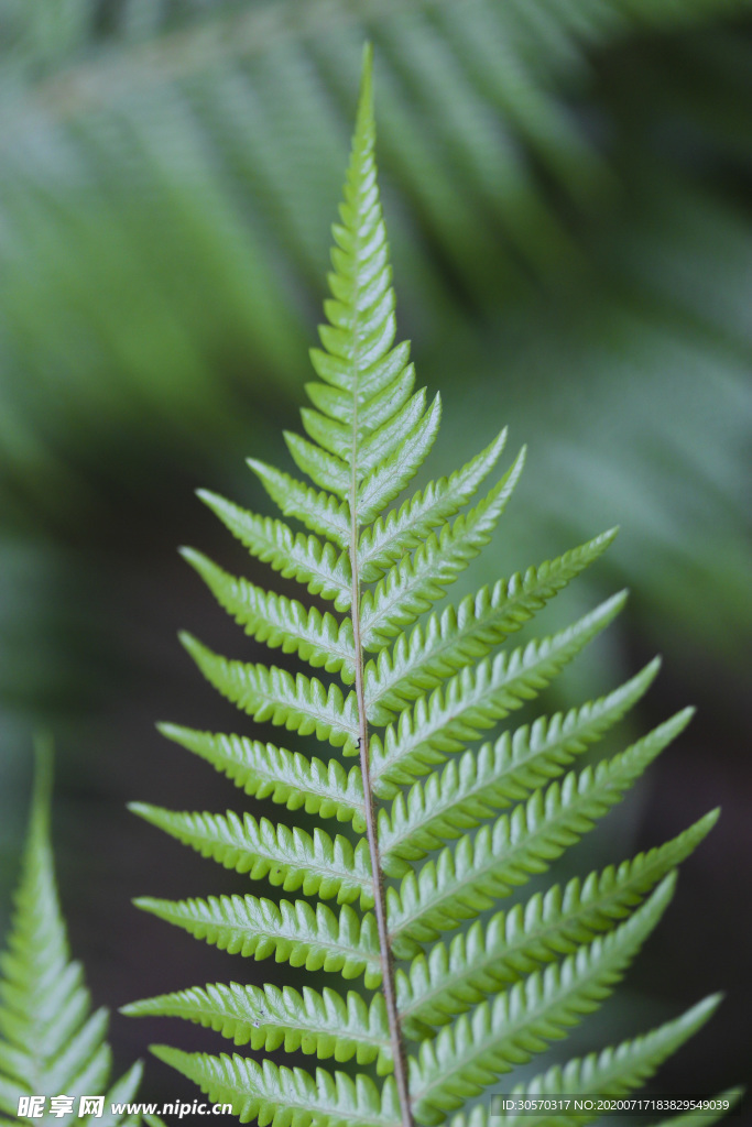 植物