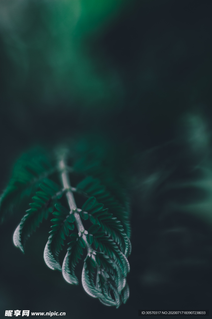 植物