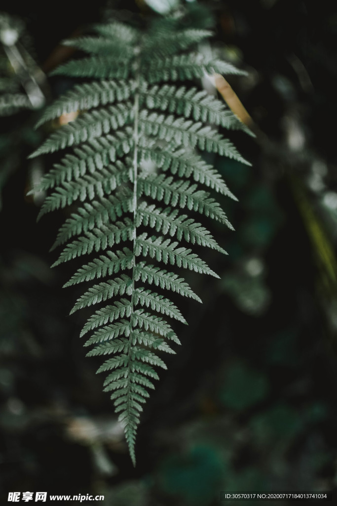 植物