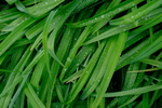 植物