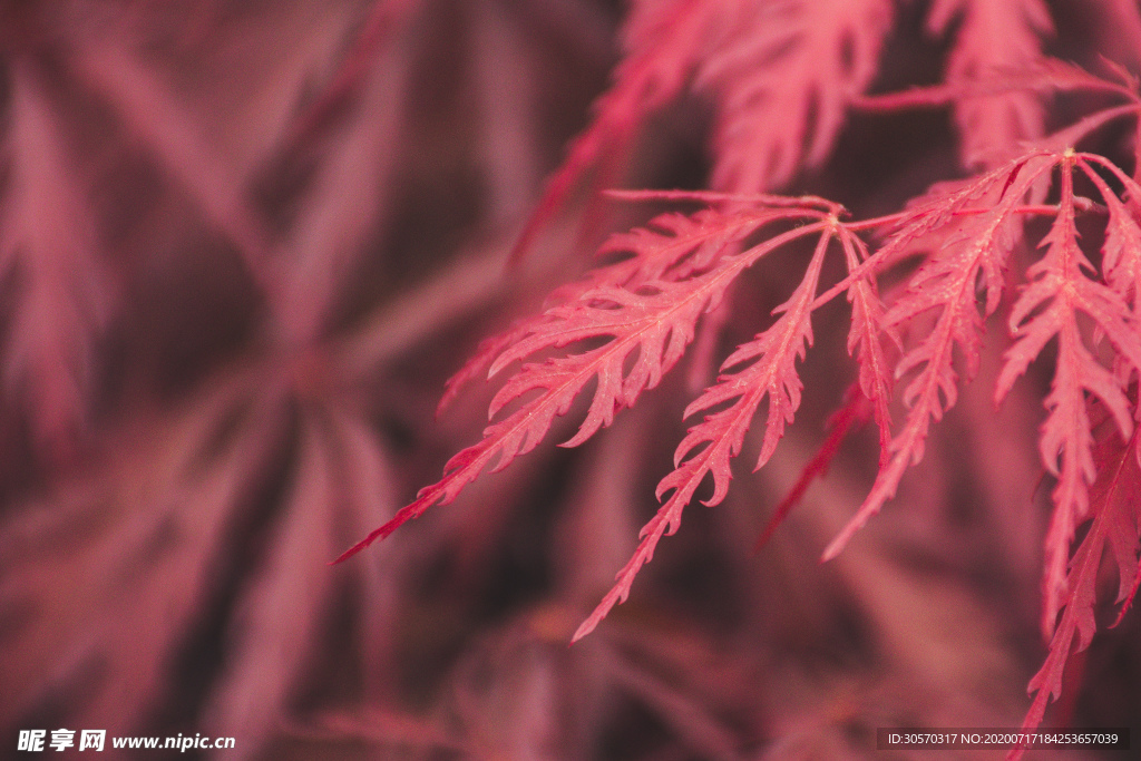 植物