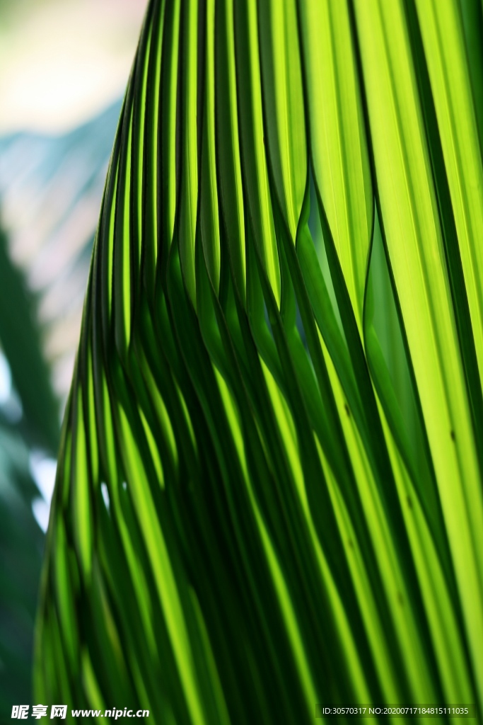 植物