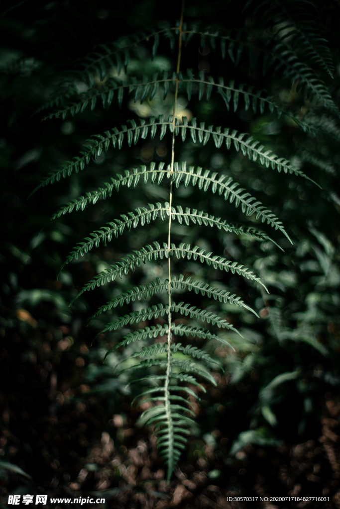 植物