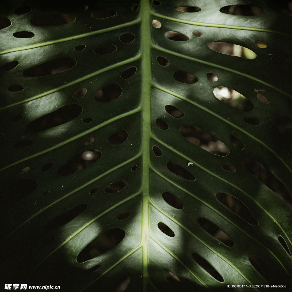 植物