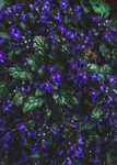 植物