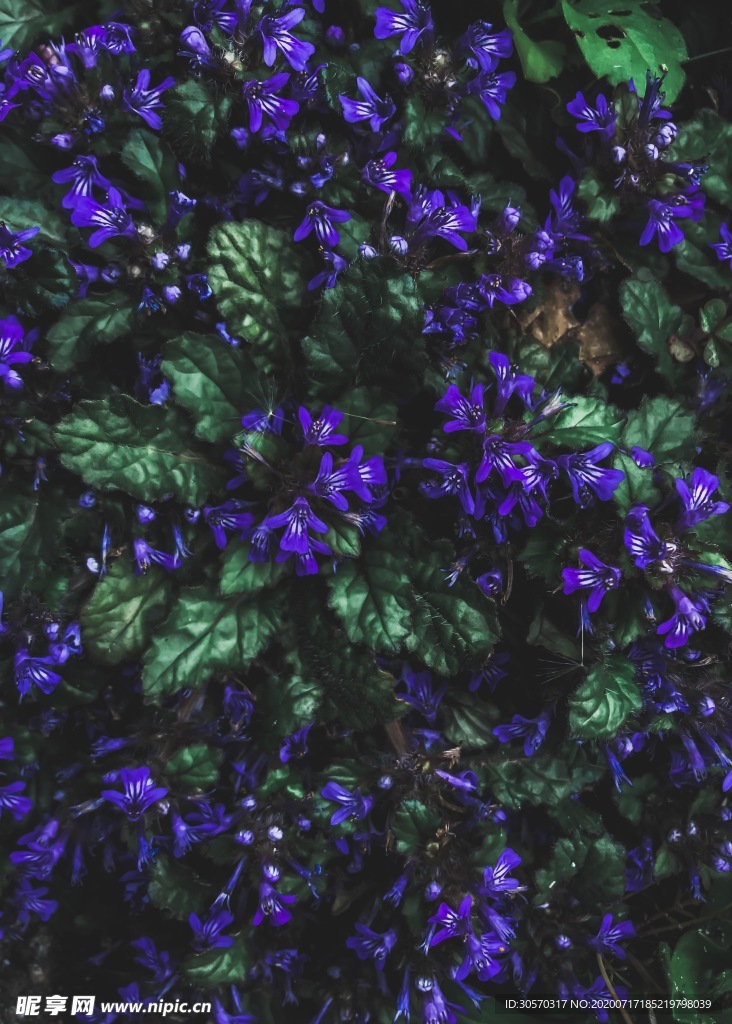 植物