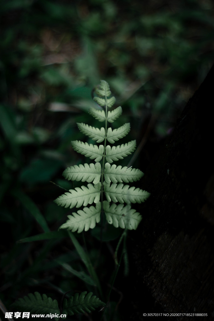 植物