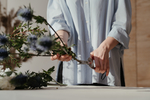 植物