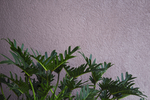 植物