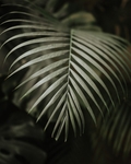 植物