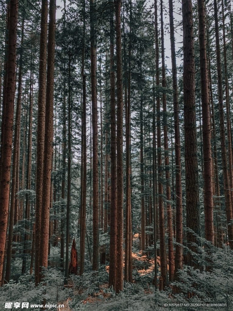 树林