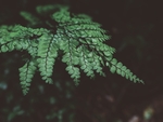 植物