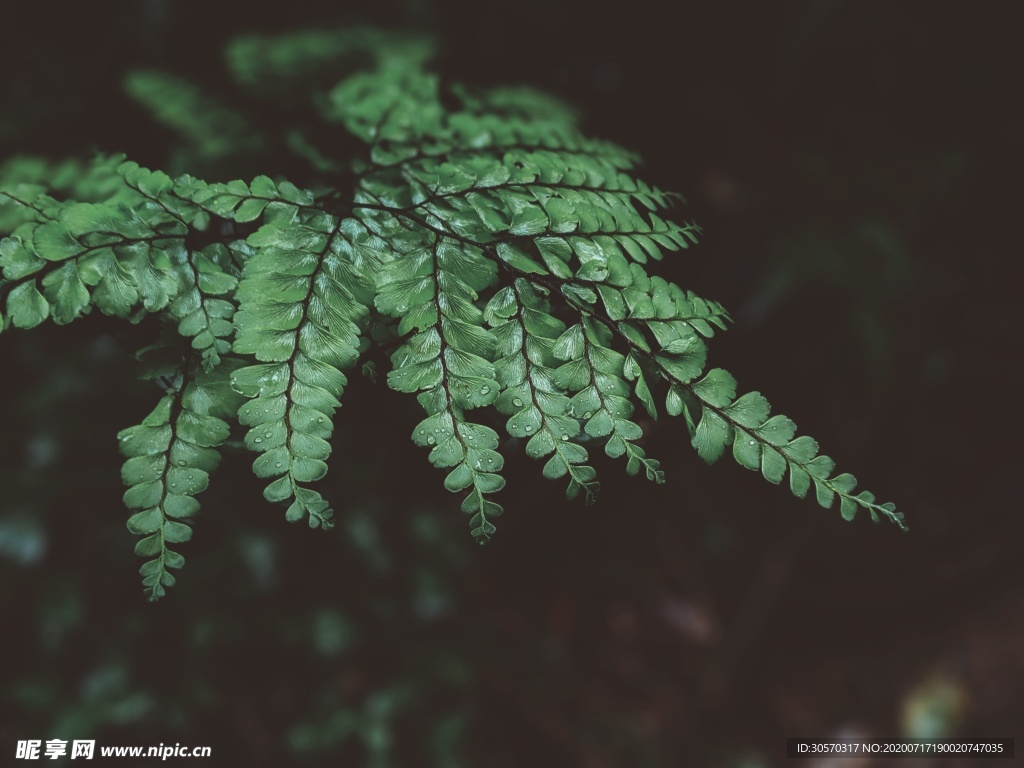 植物