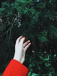 植物