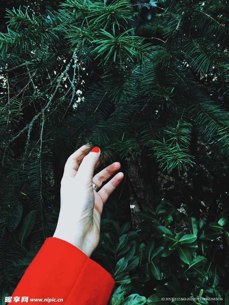 植物
