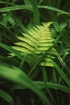 植物