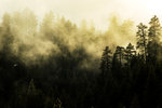 风景