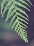 植物