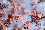 鲜花