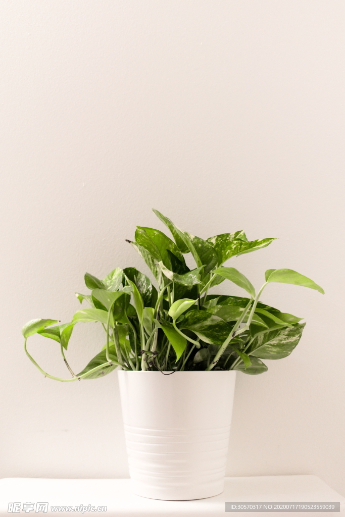 植物