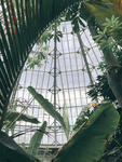 植物