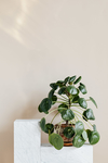 植物