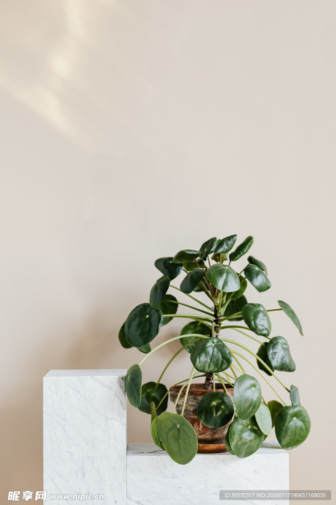 植物
