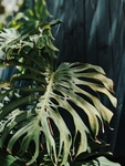 植物
