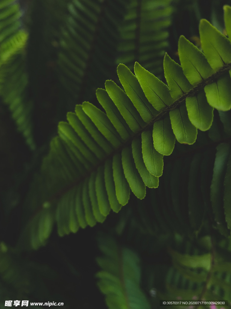植物