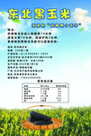 东北黑玉米