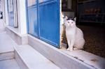 宠物猫