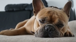 宠物犬