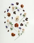 鲜花背景