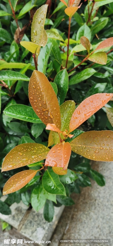 雨后红叶石楠
