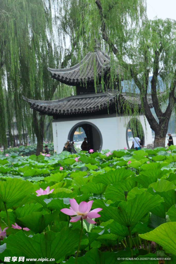 荷叶荷花