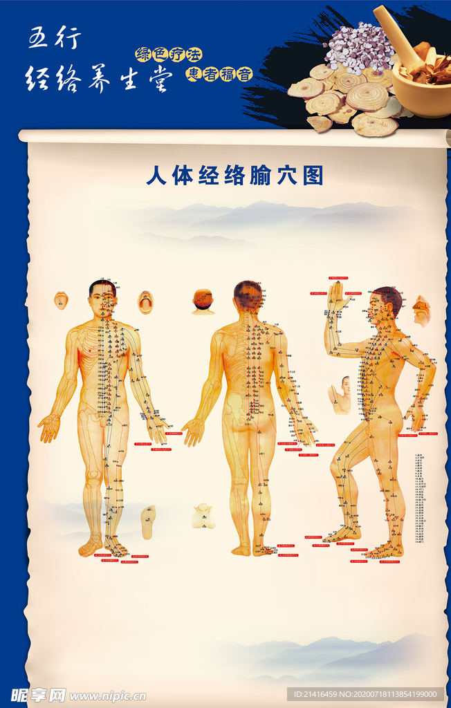 筋络图