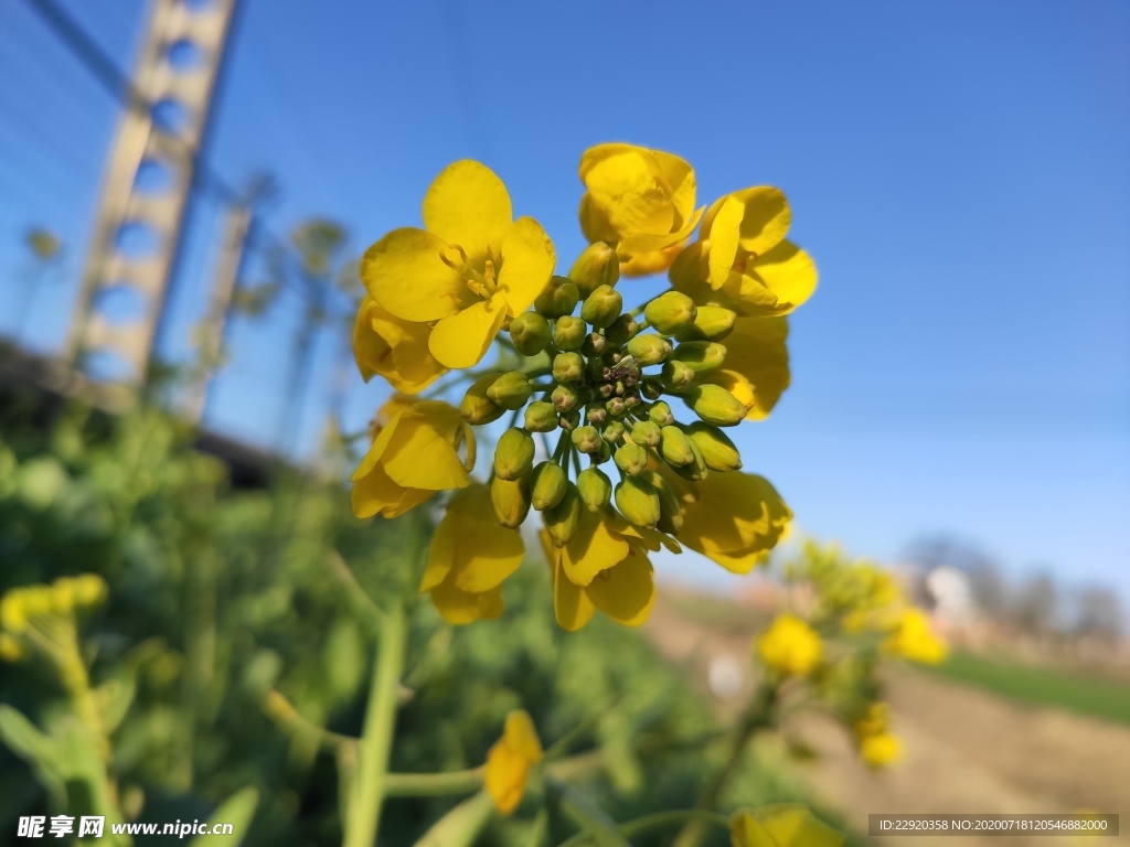 油菜花