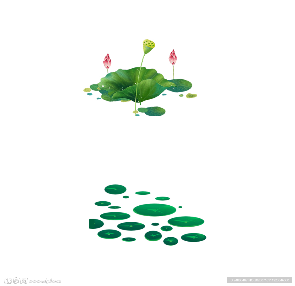荷花
