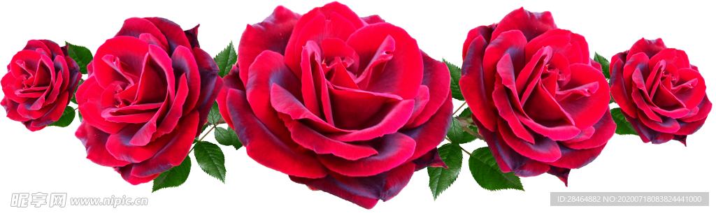 玫瑰花