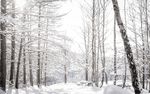 雪景