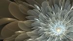 透明花