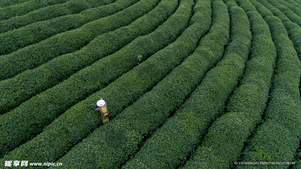 茶园  茶农 采茶高清图