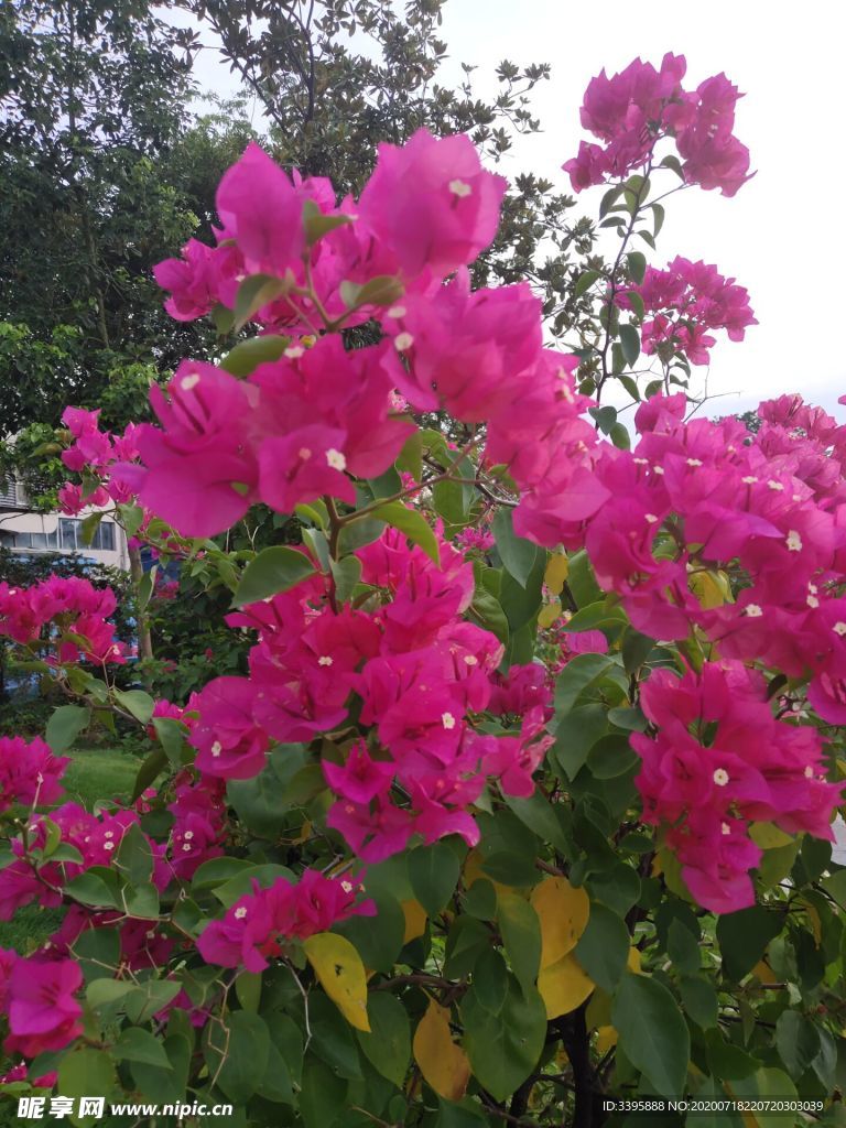 花草 公园开花 红花 植物