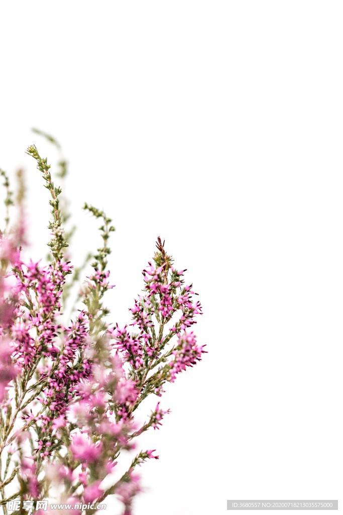 鲜花背景