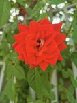 玫瑰花