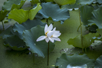 白莲花