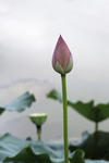 水芙蓉