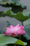 荷花池