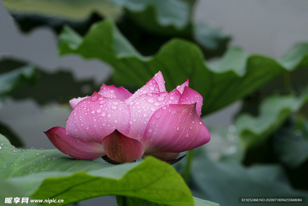 雨荷